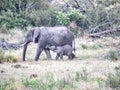 Elephant dependency