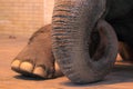 Elephant detail Royalty Free Stock Photo