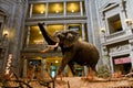 Elephant on display at Smithsonian Museum. Royalty Free Stock Photo