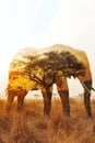 elephant in double exposure merge its