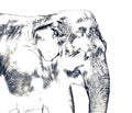 Elephant drawing from pencil art illustration for design