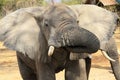 Elephant drinking Royalty Free Stock Photo