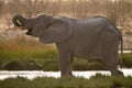 Elephant drinking Royalty Free Stock Photo