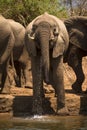 Elephant drinking Royalty Free Stock Photo