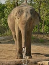 Elephant drinking Royalty Free Stock Photo