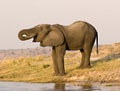 Elephant drinking Royalty Free Stock Photo