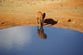 Elephant drinking Africa