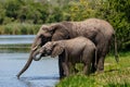 Elephant drinking in Kruger National Park Royalty Free Stock Photo