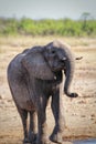 Elephant drinking in Kruger Park Royalty Free Stock Photo