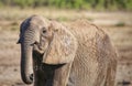 Elephant drinking in Kruger National Park Royalty Free Stock Photo