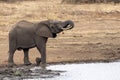 Elephant drinking at the pool in kruger park south africa Royalty Free Stock Photo