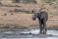 Elephant drinking at the pool in kruger park south africa Royalty Free Stock Photo