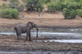 Elephant drinking at the pool in kruger park south africa Royalty Free Stock Photo