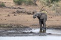 Elephant drinking at the pool in kruger park south africa Royalty Free Stock Photo