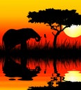 Elephant drinking in sunset Royalty Free Stock Photo
