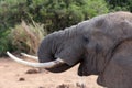 Elephant Drinking Water Royalty Free Stock Photo