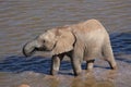 Elephant Drinking Water Royalty Free Stock Photo