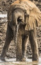 Elephant drinking water