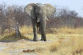 Elephant drinking water from a hole Royalty Free Stock Photo