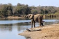 Elephant drinking water at Lake Panic with crocodile and hippopotamuses nearby