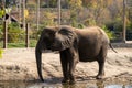 Elephant drinking water in the Pittsburgh zoo Royalty Free Stock Photo