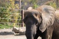 Elephant drinking water in the Pittsburgh zoo Royalty Free Stock Photo
