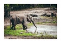 Elephant drinking water print quality high resolution photo with white frame.