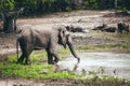 Elephant drinking water print quality high resolution photo with white frame.