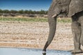 Elephant drinking water in the savannah of Etosha.Namibia. Royalty Free Stock Photo