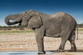 Elephant drinking water in the savannah of Etosha.Namibia. Royalty Free Stock Photo