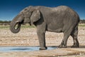 Elephant drinking water in the savannah of Etosha.Namibia. Royalty Free Stock Photo