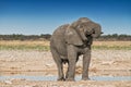 Elephant drinking water in the savannah of Etosha.Namibia. Royalty Free Stock Photo