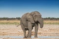 Elephant drinking water in the savannah of Etosha.Namibia. Royalty Free Stock Photo