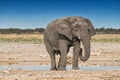 Elephant drinking water in the savannah of Etosha.Namibia. Royalty Free Stock Photo