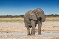 Elephant drinking water in the savannah of Etosha.Namibia. Royalty Free Stock Photo