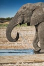 Elephant drinking water in the savannah of Etosha.Namibia. Royalty Free Stock Photo