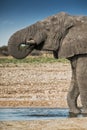 Elephant drinking water in the savannah of Etosha.Namibia. Royalty Free Stock Photo