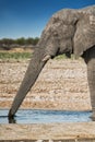 Elephant drinking water in the savannah of Etosha.Namibia. Royalty Free Stock Photo