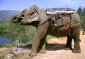 Elephant drinking water at tap Royalty Free Stock Photo