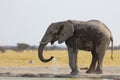 Elephant drinking water at the waterhole Royalty Free Stock Photo