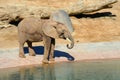 Elephant is drinking water at the watering hole Royalty Free Stock Photo