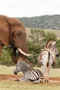 Elephant drinking water while the Zebras are waiting Royalty Free Stock Photo