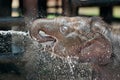 Elephant drinking Royalty Free Stock Photo