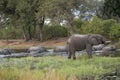 Elephant Drinks while Herd Crosses River Royalty Free Stock Photo