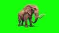 Elephant Drinks and Sprinkles Green Screen 3D Rendering Animation