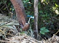 An elephant drinks tap water in zoo Royalty Free Stock Photo