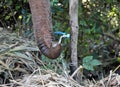 An elephant drinks tap water in zoo Royalty Free Stock Photo