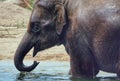 An Elephant drinks water outdoors Royalty Free Stock Photo