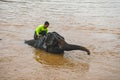 Elephant drivers wash, bathe their animals in the Mekong river