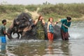 Elephant drover washes a Nepalese elephant in the river of Chitwan National Park in southern Nepal. Elephant sprinkles water from Royalty Free Stock Photo